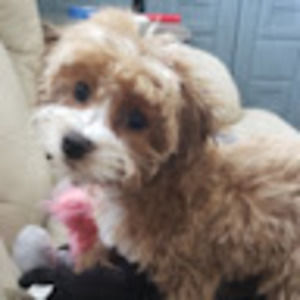 Meet your Posher, Lauretta